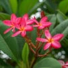Frangipani, Rosarot, Topf-Ø 14/15 Cm 2 Frangipani, Rosarot, Topf-Ø 14/15 Cm -Gartentopf Geschäft 0210104346 0210104350 0210104666 Plumeria Rubra Rare 1
