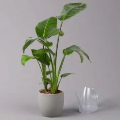 Strelitzia Nicolai, Topf-Ø 17 Cm, Höhe Ca. 55 Cm 11 Strelitzia Nicolai, Topf-Ø 17 Cm, Höhe Ca. 55 Cm -Gartentopf Geschäft 0210104742 Strelitzia nicolai T17 3