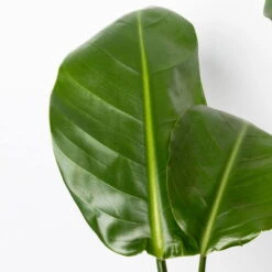 Strelitzia Nicolai, Topf-Ø 17 Cm, Höhe Ca. 55 Cm 12 Strelitzia Nicolai, Topf-Ø 17 Cm, Höhe Ca. 55 Cm -Gartentopf Geschäft 0210104742 Strelitzia nicolai T17 4