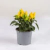 Capsicum 'Salsa Yellow', Topf-Ø 10,5, 6er-Set -Gartentopf Geschäft 0210104754 Capsicum anuum Salsa Yellow T10 5 6er Set WS 1