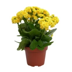 Kalanchoe 'Calandiva'®, Gelb, Topf-Ø 12 Cm, Höhe Ca. 27,5 Cm, 6er-Set -Gartentopf Geschäft 0210350157 Kalanchoe Cal gelb