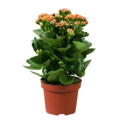 Kalanchoe 'Calandiva'®, Orange, Topf-Ø 12 Cm, Höhe Ca. 27,5 Cm, 6er-Set -Gartentopf Geschäft 0210350158 Kalanchoe Cal orange