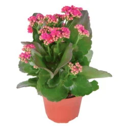 Kalanchoe 'Calandiva'®, Violett, Topf-Ø 12 Cm, Höhe Ca. 27,5 Cm, 6er-Set -Gartentopf Geschäft 0210350159 Kalanchoe cal violett