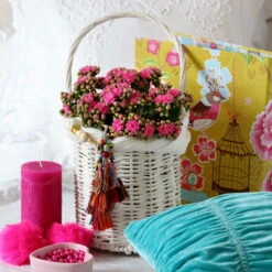 Kalanchoe 'Calandiva'®, Violett, Topf-Ø 12 Cm, Höhe Ca. 27,5 Cm, 6er-Set -Gartentopf Geschäft 0210350159 Kalanchoe cal violett2