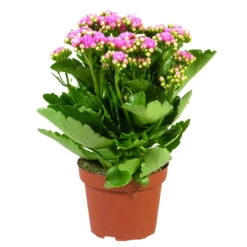 Kalanchoe 'Calandiva'®, Rosa, Topf-Ø 12 Cm, Höhe Ca. 27,5 Cm, 6er-Set -Gartentopf Geschäft 0210350167 Kalanchoe Cal rosa