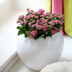 Kalanchoe 'Calandiva'®, Rosa, Topf-Ø 12 Cm, Höhe Ca. 27,5 Cm, 6er-Set -Gartentopf Geschäft 0210350167 Kalanchoe Cal rosa1