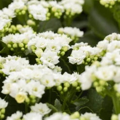 Kalanchoe 'Calandiva'®, Weiß, Topf-Ø 12 Cm, Höhe Ca. 27,5 Cm, 6er-Set -Gartentopf Geschäft 0210350168 Kalanchoe Cal weiss 12cm T H26cm