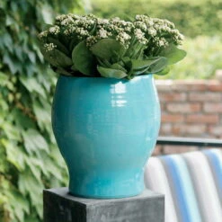 Kalanchoe 'Calandiva'®, Weiß, Topf-Ø 12 Cm, Höhe Ca. 27,5 Cm, 6er-Set -Gartentopf Geschäft 0210350168 Kalanchoe Cal weiss1