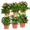 Kalanchoe 'Calandiva'®, Weiß & Rosa, Topf-Ø 12 Cm, Höhe Ca. 20-30 Cm, 6er-Set -Gartentopf Geschäft 0210350367 Kalanchoe weiss rosa 6er Set 3xweiss 3xrosa