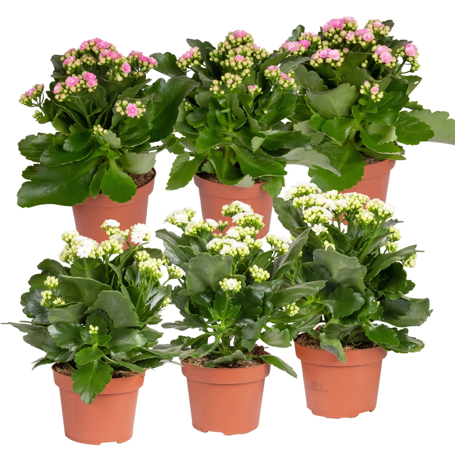 Kalanchoe 'Calandiva'®, Weiß & Rosa, Topf-Ø 12 Cm, Höhe Ca. 20-30 Cm, 6er-Set 3 Kalanchoe 'Calandiva'®, Weiß & Rosa, Topf-Ø 12 Cm, Höhe Ca. 20-30 Cm, 6er-Set