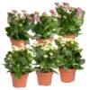 Kalanchoe 'Calandiva'®, Weiß&violett, Topf-Ø 12 Cm, Höhe Ca. 20-30 Cm, 6er-Set -Gartentopf Geschäft 0210350368 Kalanchoe weiss violett 6er Set 3xweiss 3xviolett