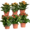 Kalanchoe 'Calandiva'®, Rot&orange, Topf-Ø 12 Cm, Höhe Ca. 20-30 Cm, 6er-Set -Gartentopf Geschäft 0210350372 Kalanchoe rot orange 6er Set 3xrot 3xorange