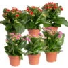 Kalanchoe 'Calandiva'®, Rot&violett, Topf-Ø 12 Cm, Höhe Ca. 20-30 Cm, 6er-Set 1 Kalanchoe 'Calandiva'®, Rot&violett, Topf-Ø 12 Cm, Höhe Ca. 20-30 Cm, 6er-Set -Gartentopf Geschäft 0210350373 Kalanchoe rot violett 6er Set 3xrot 3xviolett