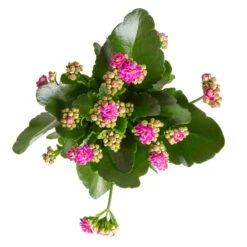 Kalanchoe 'Calandiva'®, Weiß&violett, Topf-Ø 12 Cm, Höhe Ca. 20-30 Cm, 6er-Set 12 Kalanchoe 'Calandiva'®, Weiß&violett, Topf-Ø 12 Cm, Höhe Ca. 20-30 Cm, 6er-Set -Gartentopf Geschäft 0210350382 Kalanchoe violett 6er Set 6xviolett 1 3
