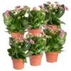 Kalanchoe 'Calandiva'®, Violett, Topf-Ø 12 Cm, Höhe Ca. 27,5 Cm, 6er-Set 2 Kalanchoe 'Calandiva'®, Violett, Topf-Ø 12 Cm, Höhe Ca. 27,5 Cm, 6er-Set -Gartentopf Geschäft 0210350382 Kalanchoe violett 6er Set 6xviolett 2