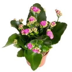 Kalanchoe 'Calandiva'®, Rot&violett, Topf-Ø 12 Cm, Höhe Ca. 20-30 Cm, 6er-Set -Gartentopf Geschäft 0210350382 Kalanchoe violett 6er Set 6xviolett 3 2