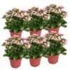 Kalanchoe 'Calandiva'®, Rosa-weiß, Topf-Ø 12 Cm, Höhe Ca. 27,5 Cm, 6er-Set -Gartentopf Geschäft 0210350383 Kalanchoe cal rosa weiss 6er Set 6xrosa weiss
