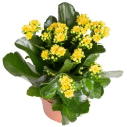 Kalanchoe 'Calandiva'®, Rot&gelb, Topf Topf-Ø 12 Cm, Höhe Ca. 20-30cm, 6er-Set -Gartentopf Geschäft 0210350384 Kalanchoe gelb 6er Set 6xgelb 2 2