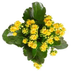 Kalanchoe 'Calandiva'®, Gelb&orange, Topf-Ø 12 Cm, Höhe Ca. 20-30 Cm, 6er-Set -Gartentopf Geschäft 0210350384 Kalanchoe gelb 6er Set 6xgelb 3 1