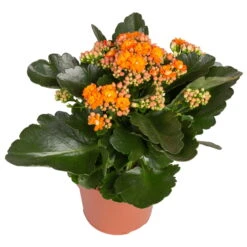 Kalanchoe 'Calandiva'®, Gelb&orange, Topf-Ø 12 Cm, Höhe Ca. 20-30 Cm, 6er-Set -Gartentopf Geschäft 0210350385 Kalanchoe orange 6er Set 6xorange 2 1
