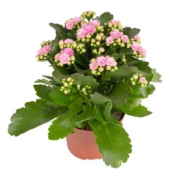 Kalanchoe 'Calandiva'®, Weiß & Rosa, Topf-Ø 12 Cm, Höhe Ca. 20-30 Cm, 6er-Set 13 Kalanchoe 'Calandiva'®, Weiß & Rosa, Topf-Ø 12 Cm, Höhe Ca. 20-30 Cm, 6er-Set -Gartentopf Geschäft 0210350386 Kalanchoe rosa 6er Set 6xrosa 1