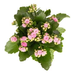 Kalanchoe 'Calandiva'®, Rosa, Topf-Ø 12 Cm, Höhe Ca. 27,5 Cm, 6er-Set -Gartentopf Geschäft 0210350386 Kalanchoe rosa 6er Set 6xrosa 2 1