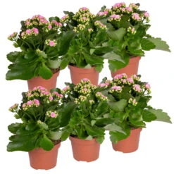 Kalanchoe 'Calandiva'®, Rosa, Topf-Ø 12 Cm, Höhe Ca. 27,5 Cm, 6er-Set -Gartentopf Geschäft 0210350386 Kalanchoe rosa 6er Set 6xrosa 5