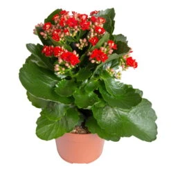Kalanchoe 'Calandiva'®, Rot&violett, Topf-Ø 12 Cm, Höhe Ca. 20-30 Cm, 6er-Set -Gartentopf Geschäft 0210350387 Kalanchoe rot 6er Set 6xrot 21 1