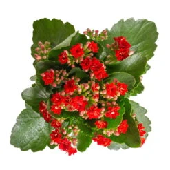 Kalanchoe 'Calandiva'®, Rot&gelb, Topf Topf-Ø 12 Cm, Höhe Ca. 20-30cm, 6er-Set -Gartentopf Geschäft 0210350387 Kalanchoe rot 6er Set 6xrot 3 2