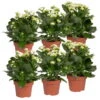 Kalanchoe 'Calandiva'®, Weiß, Topf-Ø 12 Cm, Höhe Ca. 27,5 Cm, 6er-Set -Gartentopf Geschäft 0210350388 Kalanchoe weiss 6er Set 6xweiss