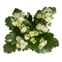 Kalanchoe 'Calandiva'®, Weiß&violett, Topf-Ø 12 Cm, Höhe Ca. 20-30 Cm, 6er-Set 10 Kalanchoe 'Calandiva'®, Weiß&violett, Topf-Ø 12 Cm, Höhe Ca. 20-30 Cm, 6er-Set -Gartentopf Geschäft 0210350388 Kalanchoe weiss 6er Set 6xweiss 1 3