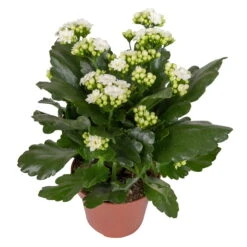 Kalanchoe 'Calandiva'®, Weiß, Topf-Ø 12 Cm, Höhe Ca. 27,5 Cm, 6er-Set -Gartentopf Geschäft 0210350388 Kalanchoe weiss 6er Set 6xweiss 2 2