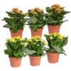 Kalanchoe 'Calandiva'®, Gelb&orange, Topf-Ø 12 Cm, Höhe Ca. 20-30 Cm, 6er-Set 1 Kalanchoe 'Calandiva'®, Gelb&orange, Topf-Ø 12 Cm, Höhe Ca. 20-30 Cm, 6er-Set -Gartentopf Geschäft 0210350390 Kalanchoe gelb orange 6er Set 3xgelb 3xorange