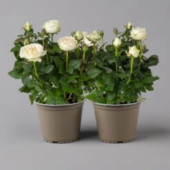 Rose 'Infinity' Weiß, Topf-Ø 14 Cm, 2er-Set