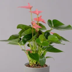 Flamingoblume 'Pink Champion', Topf-Ø 12 Cm, Höhe Ca. 35 Cm -Gartentopf Geschäft 0210650281 Anthurium Andreanum Pink Champion 12cm 2 114743