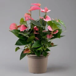 Flamingoblume 'Pink Champion', Pink, Topf-Ø 21 Cm, Höhe Ca. 65 Cm -Gartentopf Geschäft 0210650450 Anthurium andrPink Champion T21 H65 1 126767