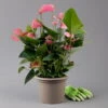 Flamingoblume 'Pink Champion', Pink, Topf-Ø 21 Cm, Höhe Ca. 65 Cm -Gartentopf Geschäft 0210650450 Anthurium andrPink Champion T21 H65 3 126766