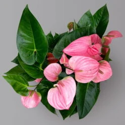Flamingoblume 'Pink Champion', Pink, Topf-Ø 21 Cm, Höhe Ca. 65 Cm -Gartentopf Geschäft 0210650450 Anthurium andrPink Champion T21 H65 5 126764