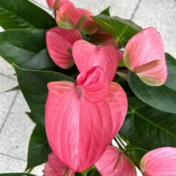 Flamingoblume 'Pink Champion', Pink, Topf-Ø 21 Cm, Höhe Ca. 65 Cm -Gartentopf Geschäft 0210650450 Anthurium andrPink Champion T21 H65 6 126746