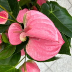 Flamingoblume 'Pink Champion', Pink, Topf-Ø 21 Cm, Höhe Ca. 65 Cm -Gartentopf Geschäft 0210650450 Anthurium andrPink Champion T21 H65 7 126745
