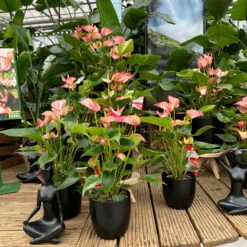 Flamingoblume 'LiviumRed' Rot-weiß Gestreift, Topf-Ø 17 Cm -Gartentopf Geschäft 0210650561 0210650616 0210650617 Anthurium Livium Red T14 T21 11 126737
