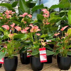 Flamingoblume 'LiviumRed' Rot-weiß Gestreift, Topf-Ø 17 Cm -Gartentopf Geschäft 0210650561 0210650616 0210650617 Anthurium Livium Red T14 T21 7 126736