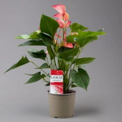 Flamingoblume 'LiviumRed' Rot-weiß Gestreift, Topf-Ø 17 Cm -Gartentopf Geschäft 0210650617 Anthurium Livium Red T17 H55 1 126777