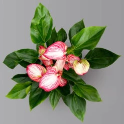 Flamingoblume 'LiviumRed' Rot-weiß Gestreift, Topf-Ø 17 Cm -Gartentopf Geschäft 0210650617 Anthurium Livium Red T17 H55 3 126779