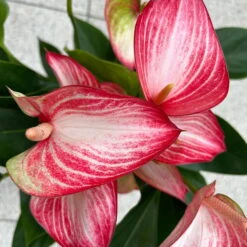 Flamingoblume 'LiviumRed' Rot-weiß Gestreift, Topf-Ø 17 Cm -Gartentopf Geschäft 0210650617 Anthurium Livium Red T17 H55 13 126753
