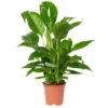 Einblatt 'Vivaldi', Weiß, Topf-Ø 17 Cm, Höhe Ca. 60-80 Cm -Gartentopf Geschäft 0210660022 Spathiphyllum Vivaldi 17cm T H80cm 3 4Blueten