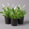 Einblatt 'Bellini', Topf-Ø 13 Cm, Mit Topf Anthrazit, Höhe Ca. 30 Cm, 3er-Set -Gartentopf Geschäft 0210660069 Spath wall Bellini UeT Dallas anthrazit 3er Set