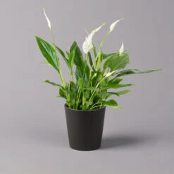 Einblatt 'Bellini', Topf-Ø 13 Cm, Mit Topf Anthrazit, Höhe Ca. 30 Cm, 3er-Set 10 Einblatt 'Bellini', Topf-Ø 13 Cm, Mit Topf Anthrazit, Höhe Ca. 30 Cm, 3er-Set -Gartentopf Geschäft 0210660076 Spath wall Bellini UeT Dallas anthrazit 1