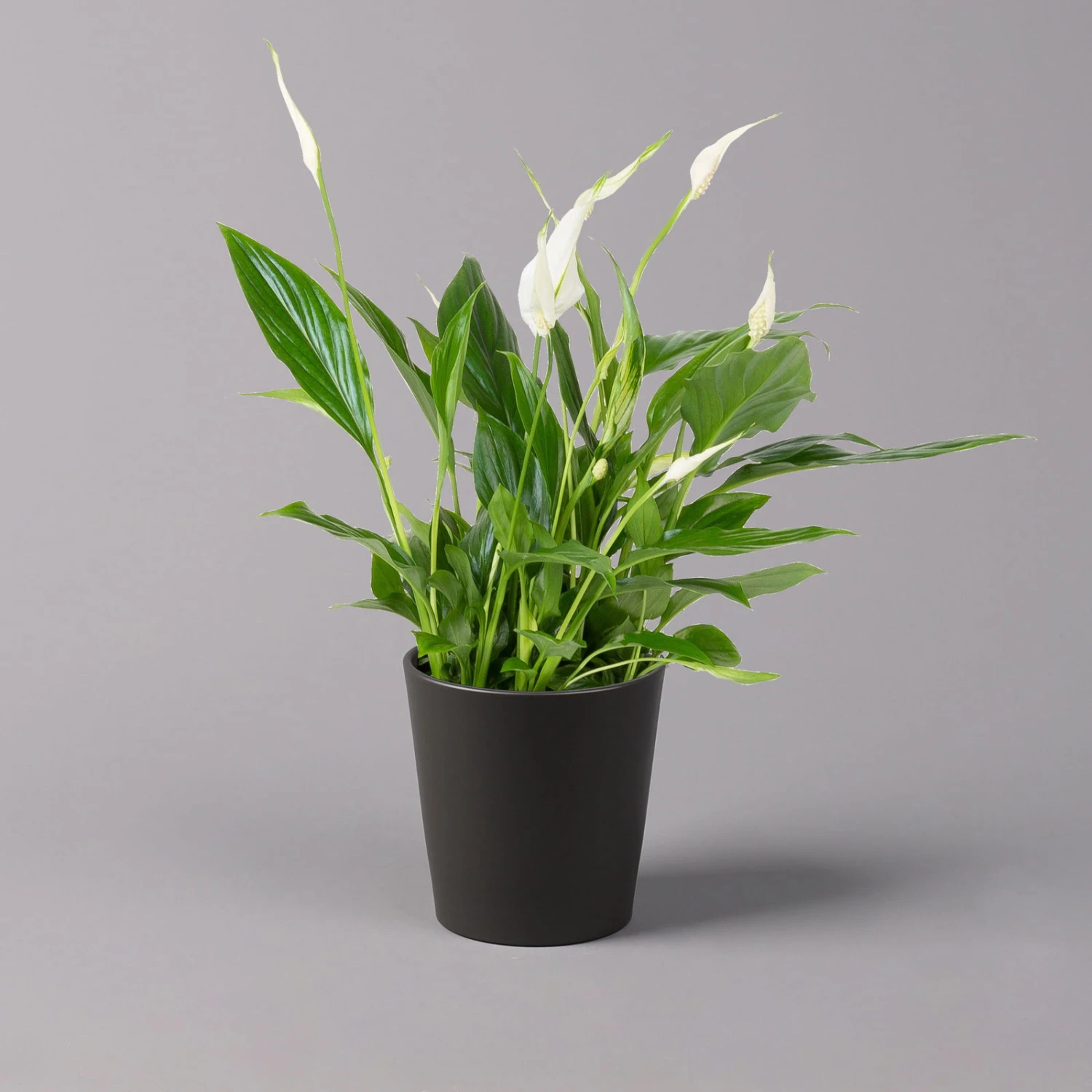 Einblatt 'Bellini', Topf-Ø 13 Cm, Mit Topf Anthrazit, Höhe Ca. 30 Cm, 3er-Set 4 Einblatt 'Bellini', Topf-Ø 13 Cm, Mit Topf Anthrazit, Höhe Ca. 30 Cm, 3er-Set – Bild 2