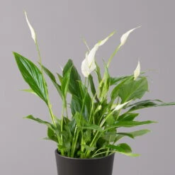 Einblatt 'Bellini', Topf-Ø 13 Cm, Mit Topf Anthrazit, Höhe Ca. 30 Cm, 3er-Set 11 Einblatt 'Bellini', Topf-Ø 13 Cm, Mit Topf Anthrazit, Höhe Ca. 30 Cm, 3er-Set -Gartentopf Geschäft 0210660076 Spath wall Bellini UeT Dallas anthrazit 2